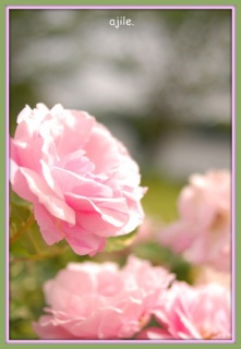 �K�N���Y�킾������`�`�{���ɗǂ�������ꂳ��Ă�A���C�N�E�b�Y�K�[�f���ł����B