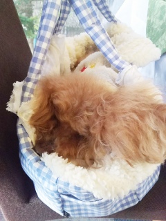 Fran���񖄂���Ă��`