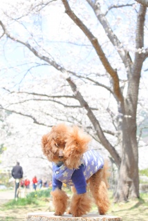���񂨏h��Fran����Ɠ����P�S�΂̃g�C�v�[����񂪂��炵���́`