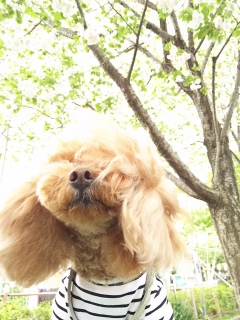 Fran����̂��ю���A