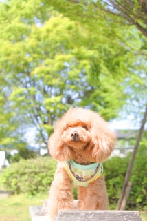 �Ƃ������ŕ�J�b�g�I��蕗�����₩�ɂȂ����̂ł��U��������`
