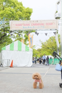 �����́A���������犈���`�����J�[�j�o���ւ͒���̑҂����킹�`