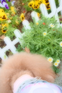 �W���b�N���X�e���A�Ƃ��΂�����܁B