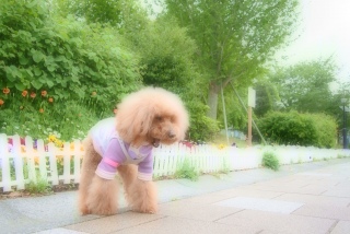 �W���b�N���X�e���A�����Ƃ���Ȃ炵��Fran���񂽂�A�A���`���