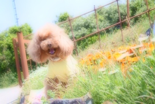 �J�[�g����o��Ɓ@�₽�猳�C���`�`