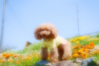 ����A�������C���肠��̂��̃|�[�Y�@�ǂ��񂶂�Ȃ��H