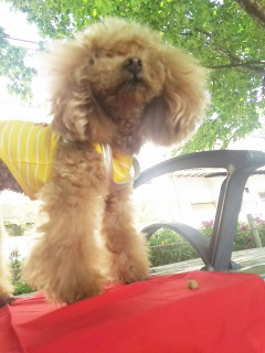 �J���X���_���Ă��B