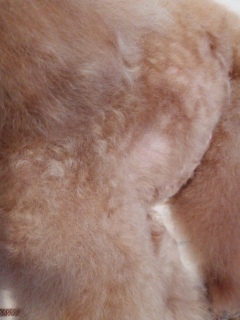 �Q�Ȃ��炨���̖т�؂���😆