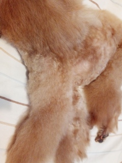 ��둫�͊���~�߂ŁA���܂ɌC�𗚂��̂Ŗѐ悪�C��؂�Ă��܂���😣