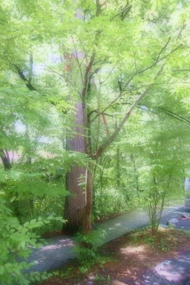 ���~�x�݂œd�Ԃ̓K���K��