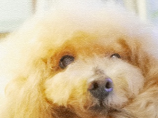 Fran����͍������قƂ�ǐQ�Ă����B�B�B