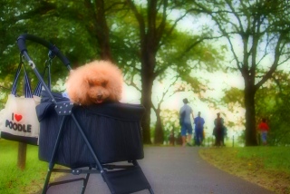 Fran���񂨊�̃w�A�[�����������J�b�g���Ă�����Ηǂ������ȁ`