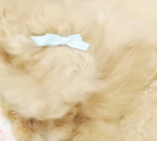 Fran����V�����v�[���Ăӂ�ӂ�`