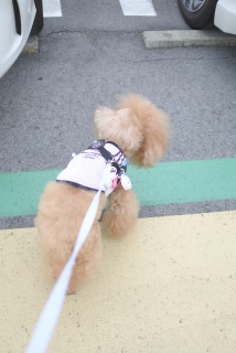 �t�[�h�����������Ǌ����A�T�v�����A������Ƒւ��Ă݂�̂��P�̕��@�H