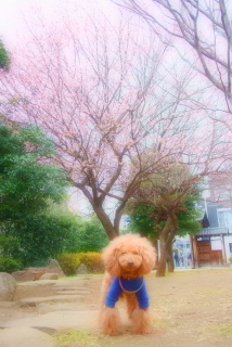 ���̎��f�R�b�p�`�������ˁ`�Ȃ�ŁH