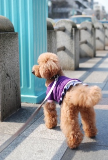 �y�b�g�V�b�^�[���������Ă�񂾂��ǁA