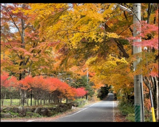 軽井沢の紅葉、実は、