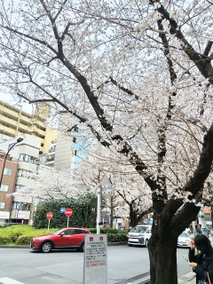 地元駅前の満開の桜。