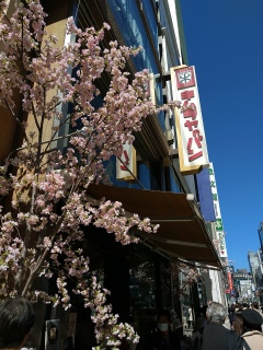 あら、銀座通りも桜が満開じゃない🥰